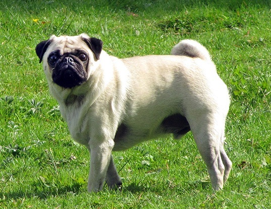 Picture of a pug