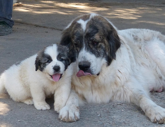 Picture of a pyrenean mastiff