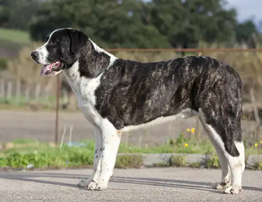 THE DOGO ARGENTINO - GUARD DOG OR DANGEROUS? - perro de montaña 