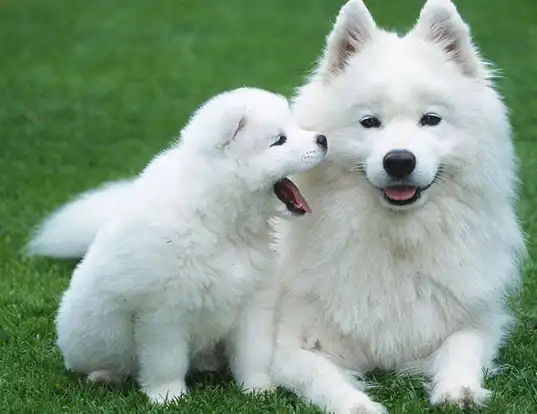 samoyed