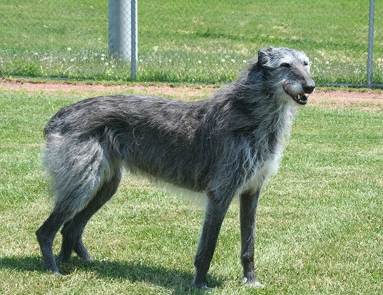 Picture of a scottish deerhound