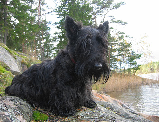 Picture of a scottish terrier