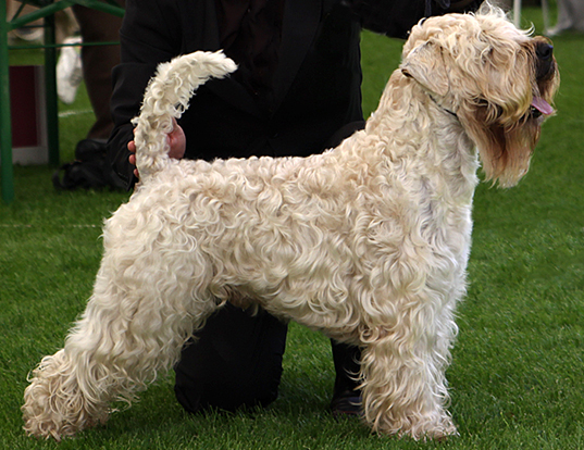 Picture of a soft coated wheaten terrier