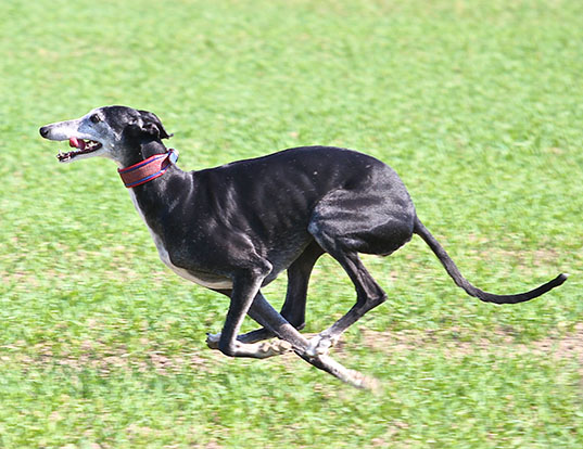 Picture of a spanish greyhound