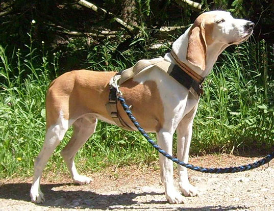 Picture of a spanish hound