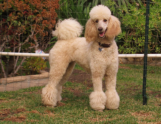 poodle life span akc