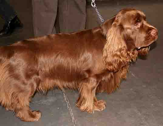 Picture of a sussex spaniel