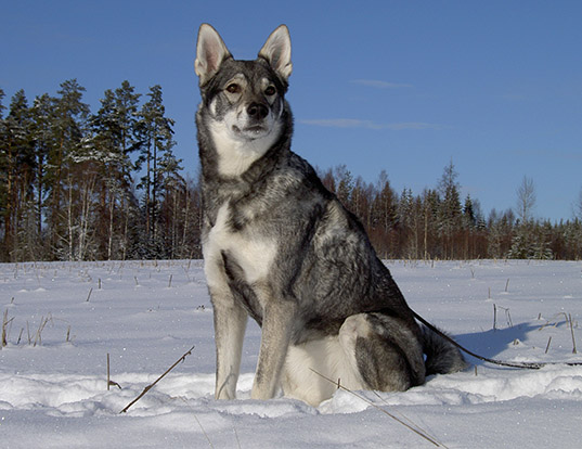 swedish white elkhound