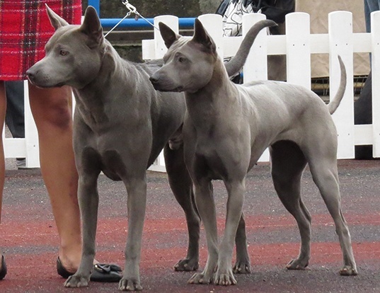 irish ridgeback