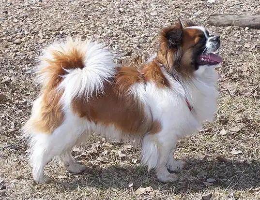 Tibetan pekingese top