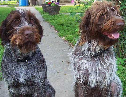 Picture of a wirehaired pointing griffon