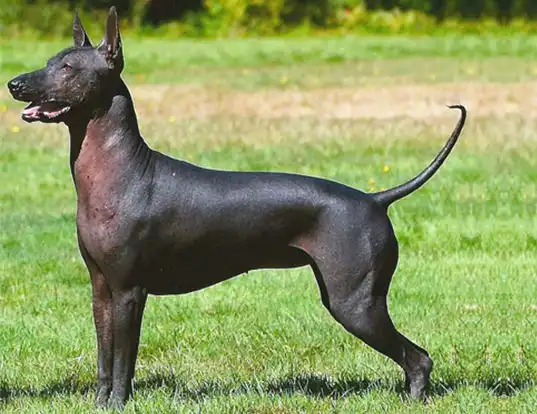 Xolo dog hotsell