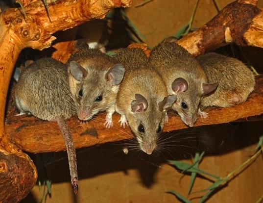 spiny pocket mouse ca spiny pocket mouse ca