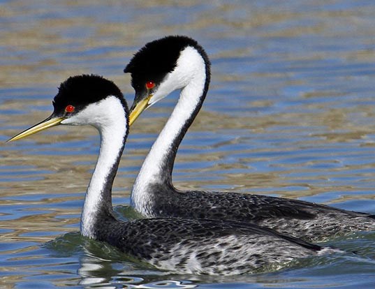Picture of a western grebe (Aechmophorus occidentalis)