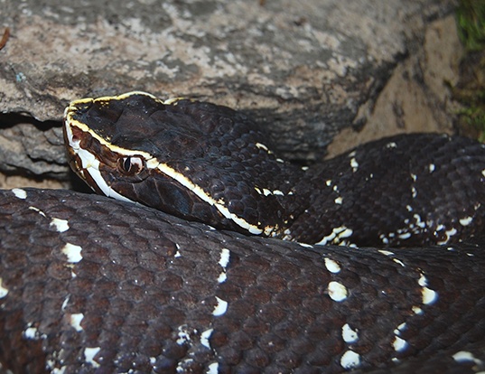 Picture of a mexican moccasin (Agkistrodon bilineatus bilineatus)