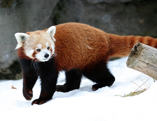 Brown Bear And Grizzly Bear Life Expectancy