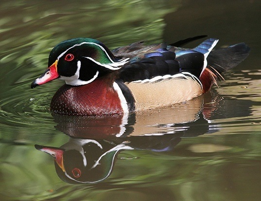 Picture of a wood duck (Aix sponsa)