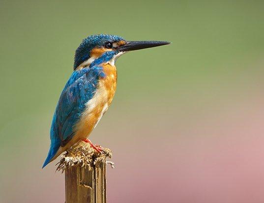 Picture of a kingfisher (Alcedo atthis)
