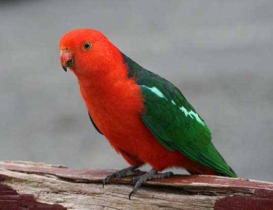 Picture of a australian king parrot (Alisterus scapularis)