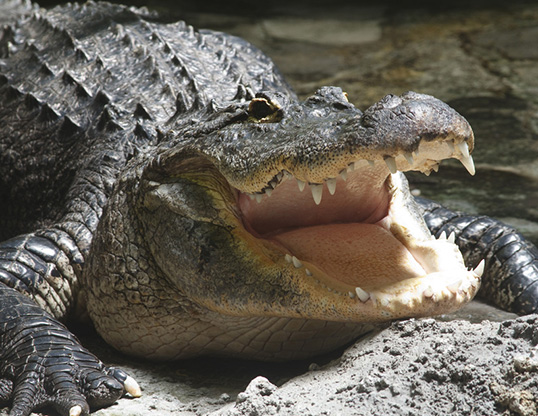 Picture of a american alligator (Alligator mississippiensis)