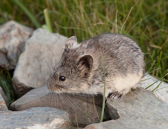 Image result for mongolian vole