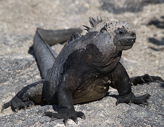 Picture of a marine iguana (Amblyrhynchus cristatus)