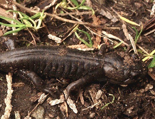 Picture of a northwestern salamander (Ambystoma gracile)