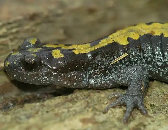 SALAMANDER LIFE EXPECTANCY LONG-TOED EASTERN