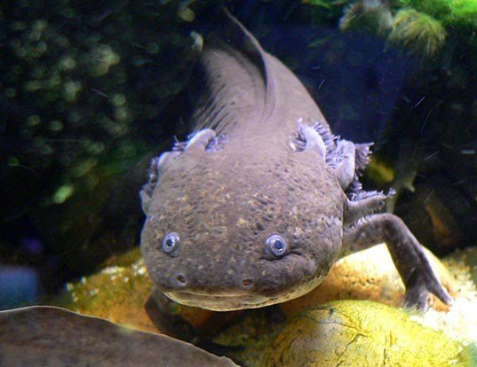 Picture of a axolotl (Ambystoma mexicanum)