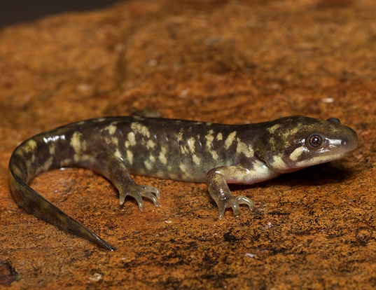 Picture of a tarahumara salamander (Ambystoma rosaceum)