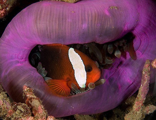 Picture of a black anemonefish (Amphiprion melanopus)