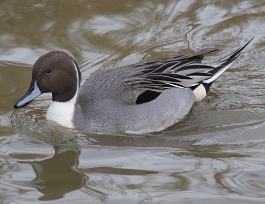 Picture of a northern pintail (Anas acuta)