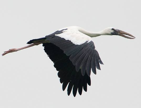 Picture of a asian open-billed stork (Anastomus oscitans)