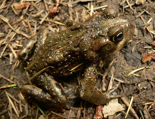 Picture of a western toad (Anaxyrus boreas)