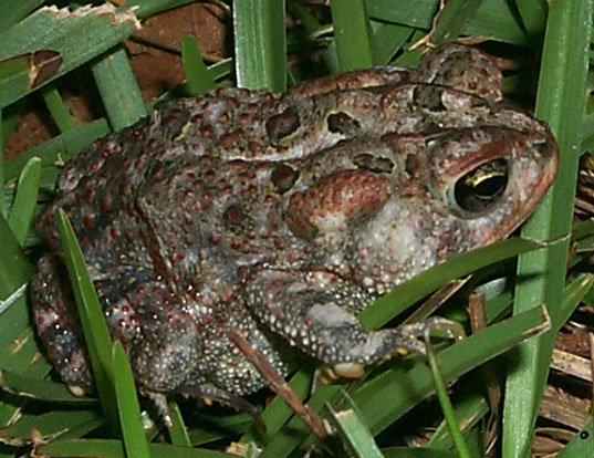 Picture of a southern toad (Anaxyrus terrestris)