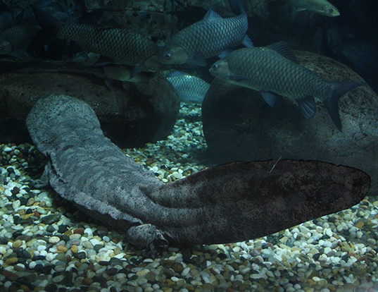 Picture of a chinese giant salamander (Andrias davidianus)