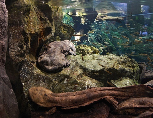 Picture of a japanese giant salamander (Andrias japonicus)