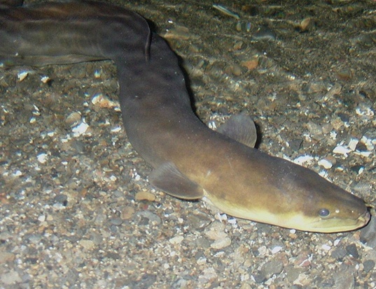 Picture of a new zealand longfin eel (Anguilla dieffenbachii)
