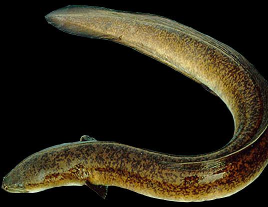 Picture of a african longfin eel (Anguilla mossambica)