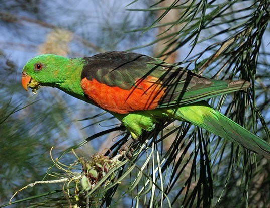 Picture of a red-winged parrot (Aprosmictus erythropterus)