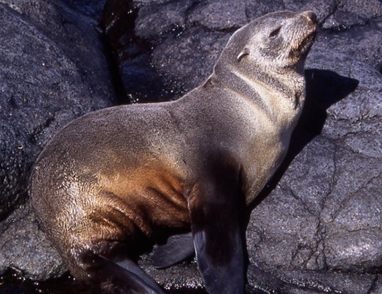 Picture of a subantarctic fur seal (Arctocephalus tropicalis)