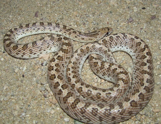 Picture of a glossy snake (Arizona elegans)
