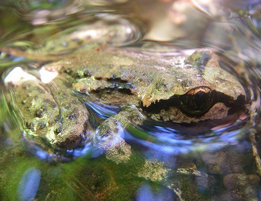 Picture of a coastal tailed frog (Ascaphus truei)