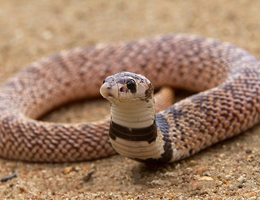 Picture of a shield nose cobra (Aspidelaps scutatus)