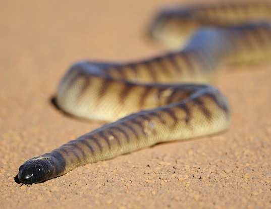 Picture of a black-headed python (Aspidites melanocephalus)