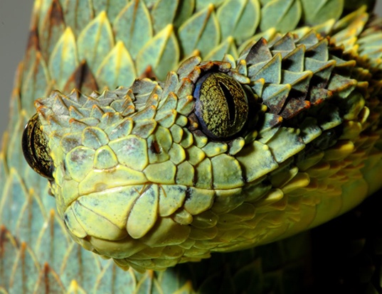Picture of a rough-scaled bush viper (Atheris squamiger)