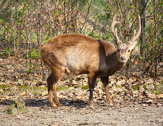 Picture of a bawean deer (Axis kuhlii)
