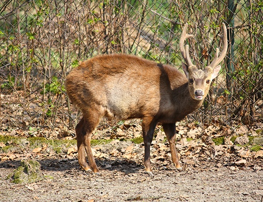BAWEAN DEER LIFE EXPECTANCY