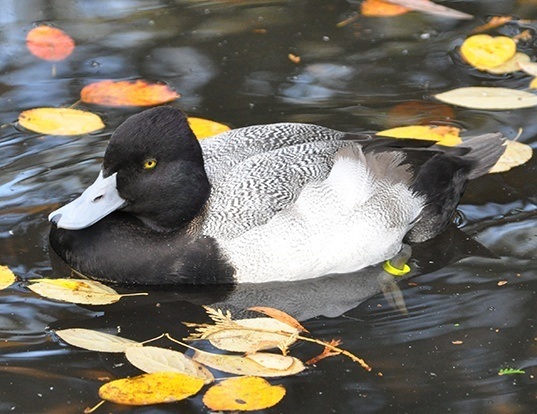 Picture of a lesser scaup (Aythya affinis)