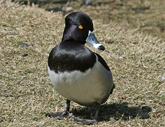 Picture of a ring-necked duck (Aythya collaris)